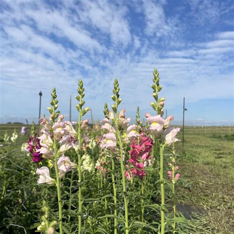 Enjoy Fresh Cut Flowers From Hilltop Harvest Farm Mn