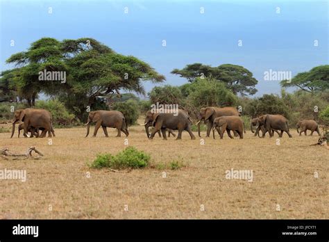 Elephants in Amboseli national park Stock Photo - Alamy