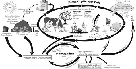 Practical Aspects Of The Nitrogen Cycle On An Organic Farm Organic