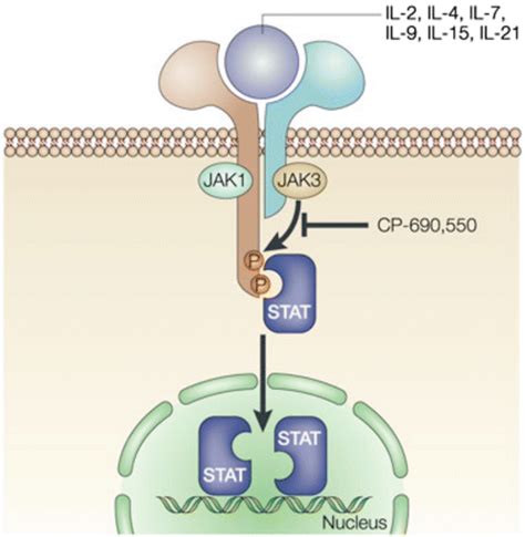 Novel Biologics For The Treatment Of Ulcerative Colitis Abdominal Key