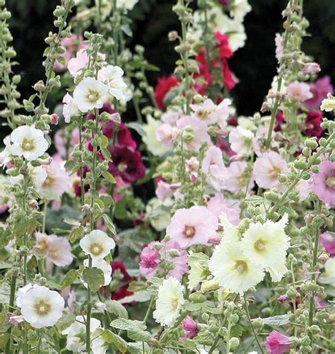 Indian Spring Hollyhocks Seeds – West Coast Seeds