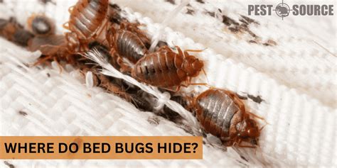 Where Do Bed Bugs Hide Pest Source