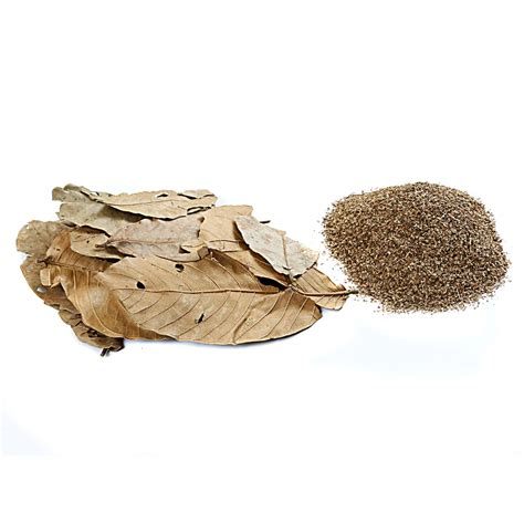 Banaba Leaf - Buy Banaba Leaf,Lagerstroemia Speciosa,Banana Leaf Tea ...