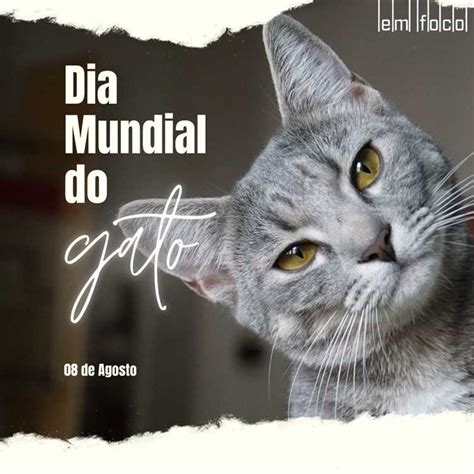 Dia Mundial Do Gato Contribua para a celebração internacional dos