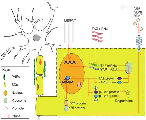 Low Intensity Extracorporeal Shock Wave Therapy Promotes Recovery Of