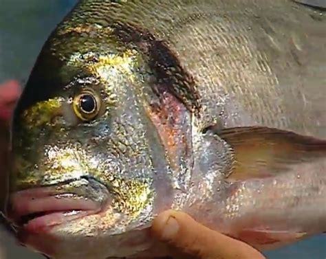 Diplodus Labrax O melhor peixe do mundo é português