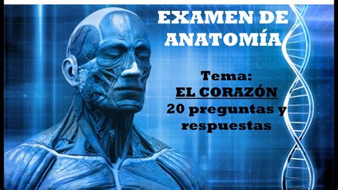 Test Sobre Anatom A Del Coraz N Humano Preguntas Y La Explicaci N