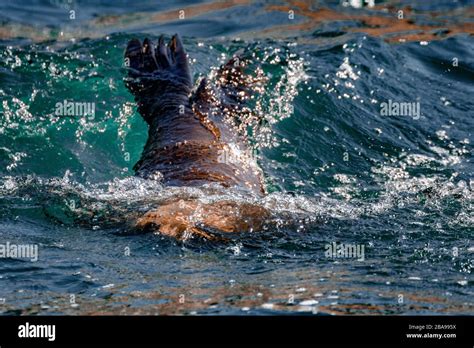 California Sea Lion swimming Stock Photo - Alamy