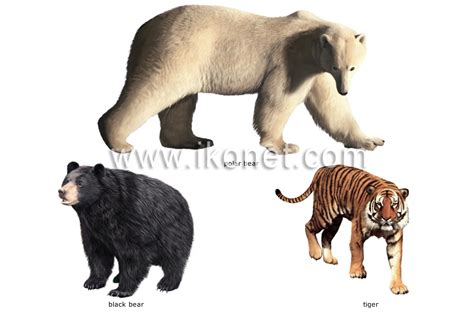 animal kingdom carnivorous mammals examples  carnivorous mammals