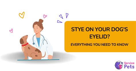 Stye on Dog’s Eyelid: Treatment, Prevention and Care Guide | Service Pets