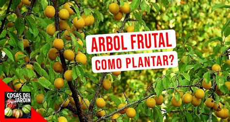 No Plantes Un Arbol Frutal Sin Saber Estas Cosas Cosas Del Jardin