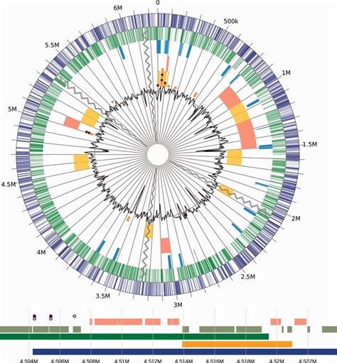 Genomed Plot Circular And Linear Visualization Of An Example Genome