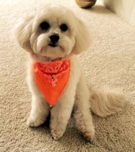 Maltipoo Haircuts | PetMaltipoo