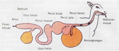 Sistem Pencernaan Pada Ruminansia 3