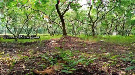 Video Cinematic Kebun Belimbing Bangkok Merah Youtube