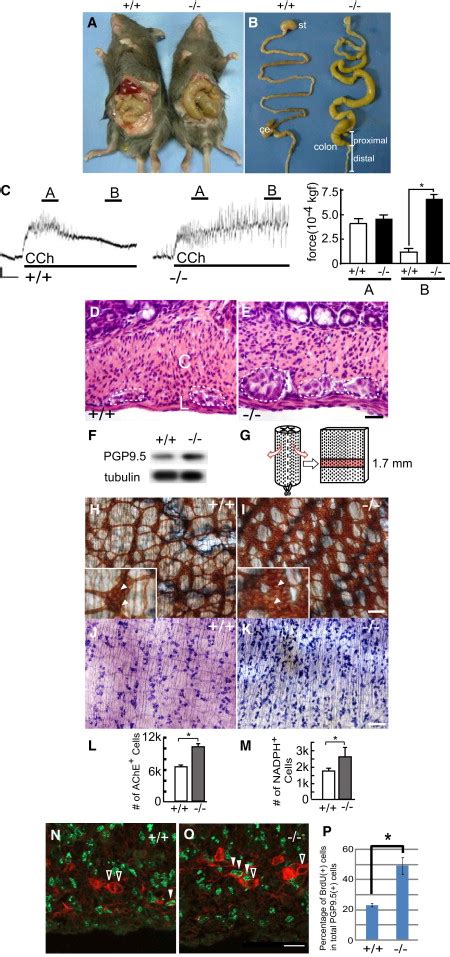 Kif A Is An Unconventional Kinesin And Regulates Gdnf Ret Signaling In