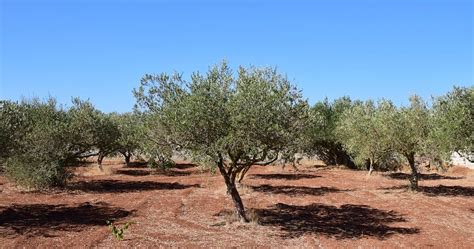 El Mejor Tratamiento Fitosanitario Para El Olivo ¿cuál Elegir