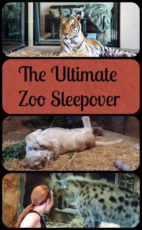 Ultimate Zoo Sleepover at Jamala Wildlife Lodge, Canberra | Zoo ...