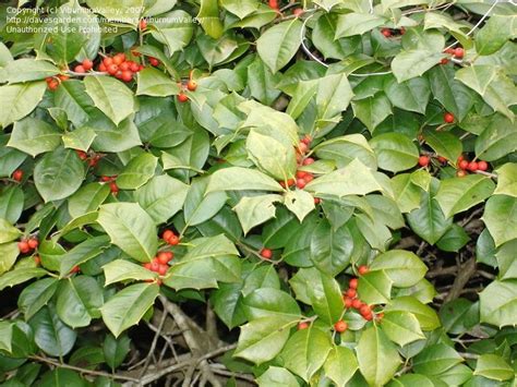 Plantfiles Pictures American Holly Maryland Dwarf Ilex Opaca By