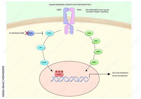 Her2 Human Epidermal Growth Factor Receptor 2 Or Her2neu And Its