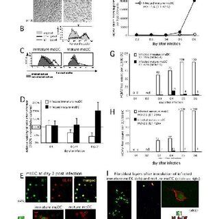 Mature MoDCs Are More Resistant Than Immature MoDCs To HCMV Induced