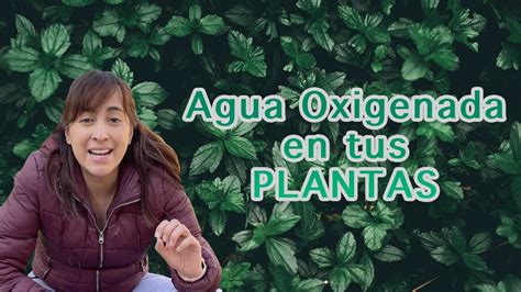 Descubre Los Beneficios Del Agua Oxigenada Para Tus Plantas 2024 Una