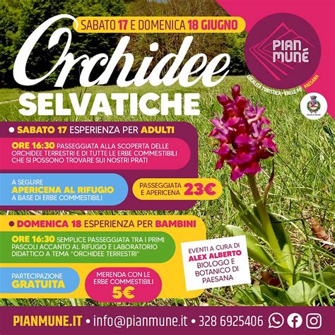 Pian Mun Di Paesana Le Orchidee Selvatiche Torino Oggi