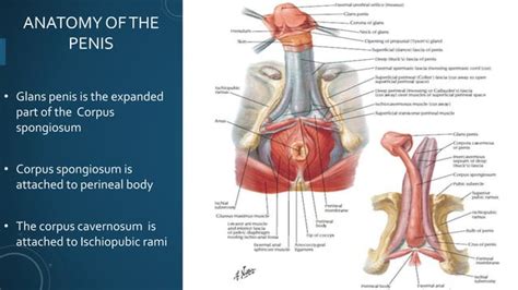 Urethral Strictures Ppt