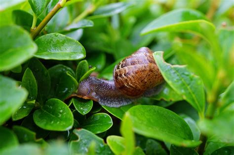 Come Eliminare Le Lumache Dall Orto E Dal Giardino