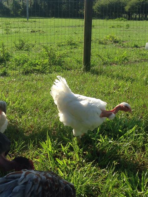 NAKED NECKS RECOGNIZED COLORS WHITE RED BLACK AND BUFF Page BackYard Chickens Learn How
