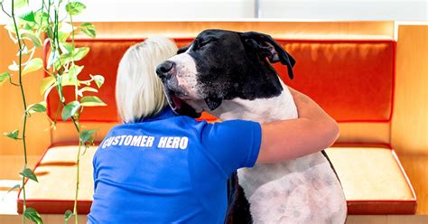 today  international bring  dog  work day  petsure