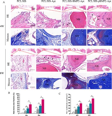 Histological Evaluations Of Cranial Defect Regeneration At 4 And 8 Download Scientific Diagram