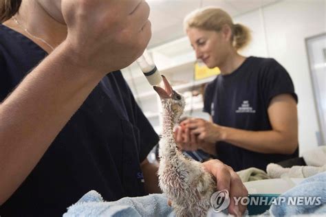 가뭄 속 버림받은 남아공 꼬마홍학 새끼 2천마리 구조 연합뉴스