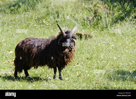 Sheep Creole - breed originally from State - District Missions of Sao ...