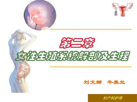 第二章女性生殖系统解剖及生理word文档在线阅读与下载无忧文档