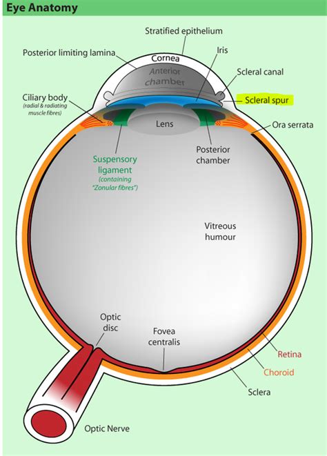 Diseases of Sclera - Med School Stuff