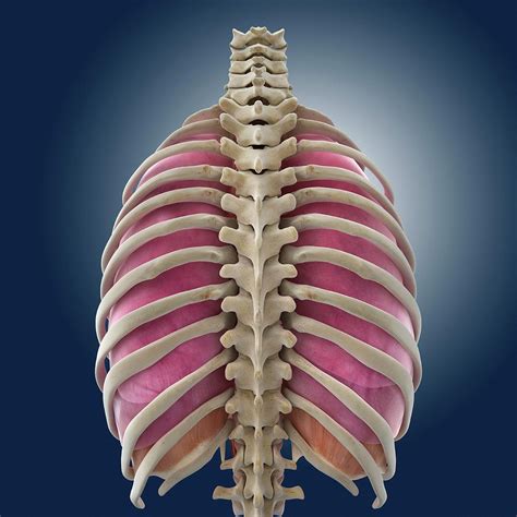 Female Chest Anatomy Diagram