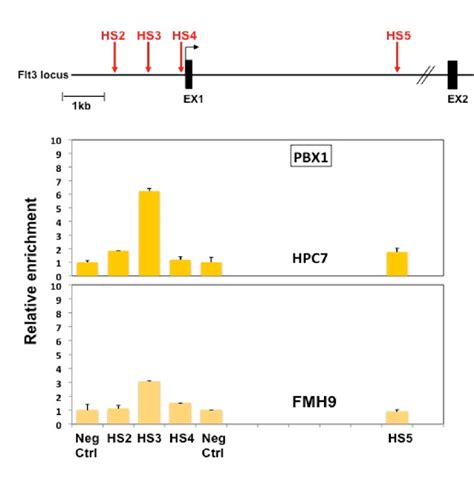 X Chip Analysis Of In Vivo Binding Of Pbx On The Flt Locus X Chip