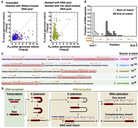 Transcription Polymerasecatalyzed Emergence Of Novel RNA Replicons