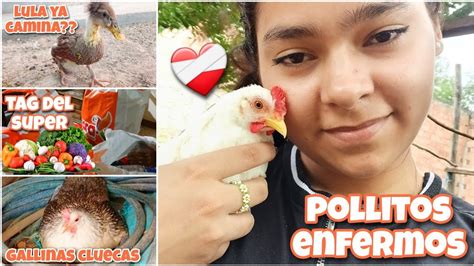 Gran Avance De Lula 💖🦆 Perdí Varios Pollitos 😔🐣 Nuevas Gallinas