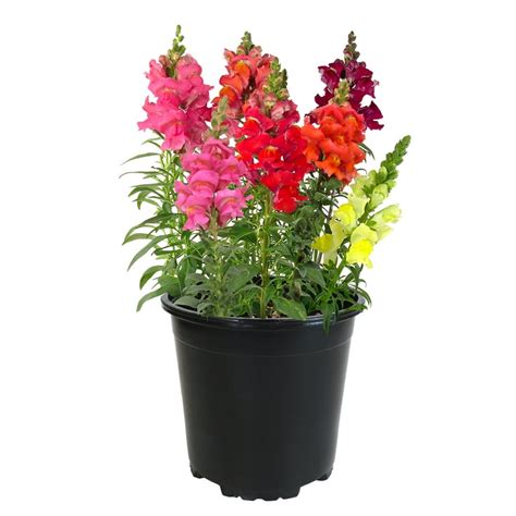 snapdragon plants  containers