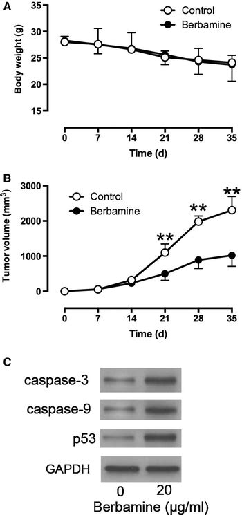 Effects Of Berbamine On Tumor Growth In Vivo A The Body Weight Of The