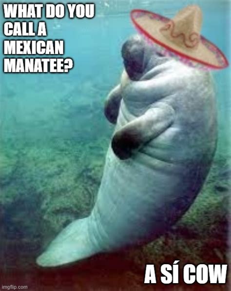 Manatee Memes And S Imgflip