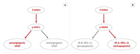 Serine Arginine Protein Kinase 1 SRPK1 As A Prognostic Factor And