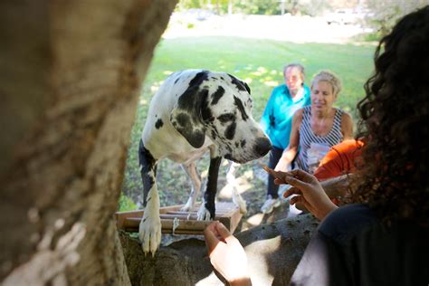 Great Danes from Ipswich farm help people with balance problems