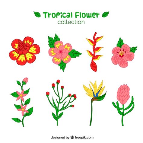 Free Vector Set Of Hand Drawn Tropical Flowers