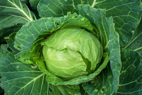 Cabbage Nutrition Calories Carbs Protein And Nutrition Facts Livofy