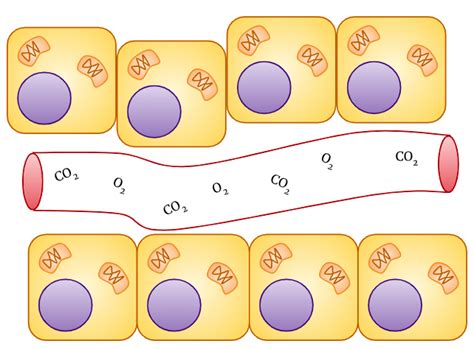 Biological Buffers Chemtalk