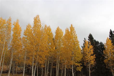 Arizona Fall Leaves Drought Climate Change Are Muting Colors