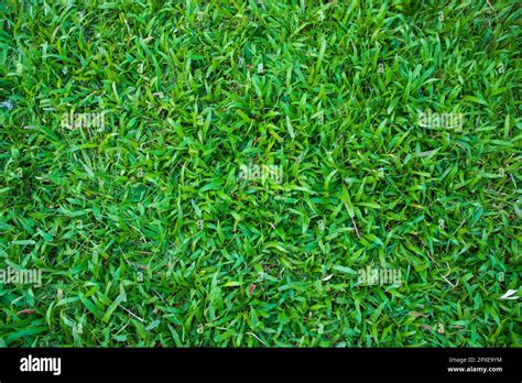 natural green grass texture background wallpaper stock photo alamy
